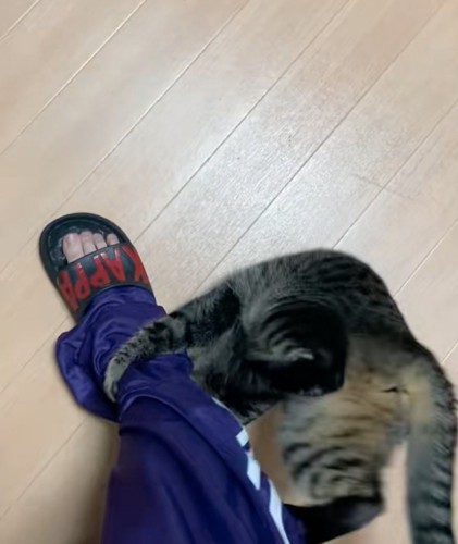 右足にしがみつく猫