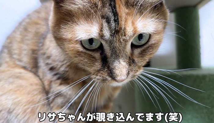 下を見る猫