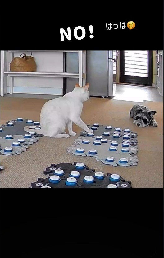 「NO」のボタンを押す猫