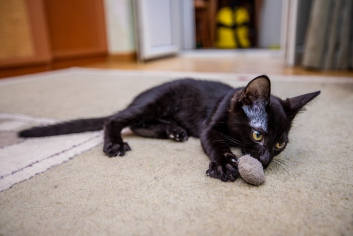 カーペットの上の猫