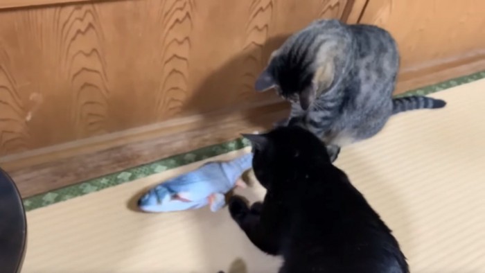 魚のぬいぐるみで遊ぶ黒猫とキジトラ