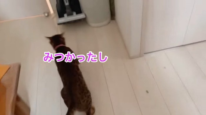 上から見た猫