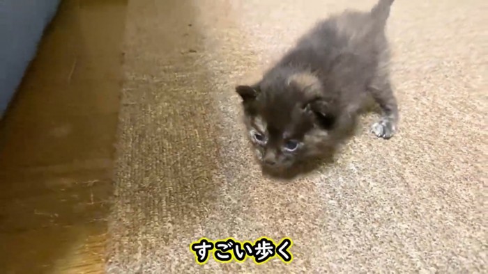 歩くサビちゃん