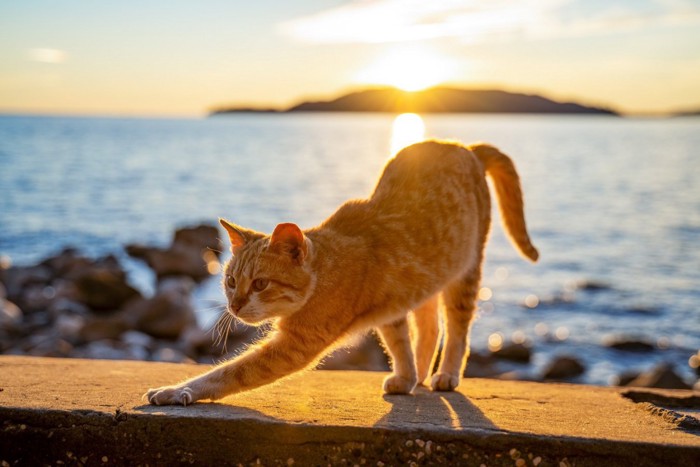 夕焼けと猫