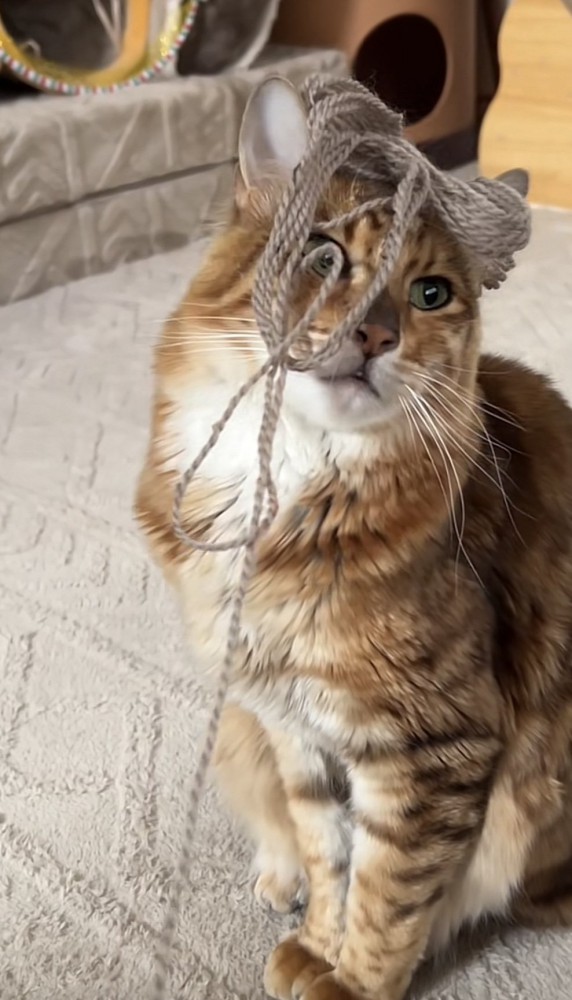 毛糸を頭に乗せた猫の写真2