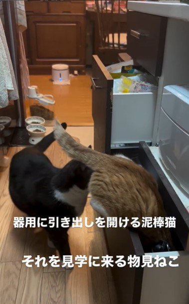 引き出しを開けている猫とそれを見ている猫