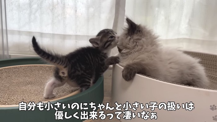 2匹の子猫