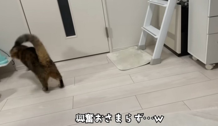 ドアの前にいる猫