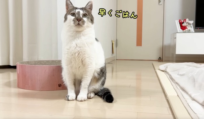 凛々しい表情で座る猫