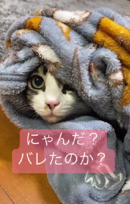 ブランケットの中から見つめる猫