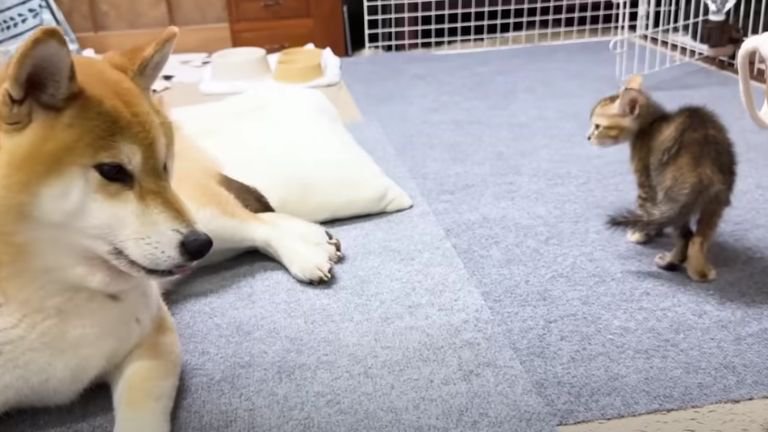 柴犬と子猫