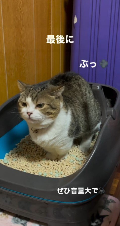 トイレで顔を上げる猫3