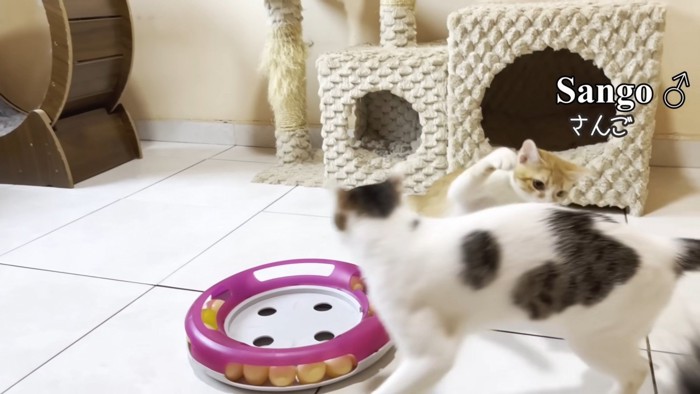猫パンチをする子猫
