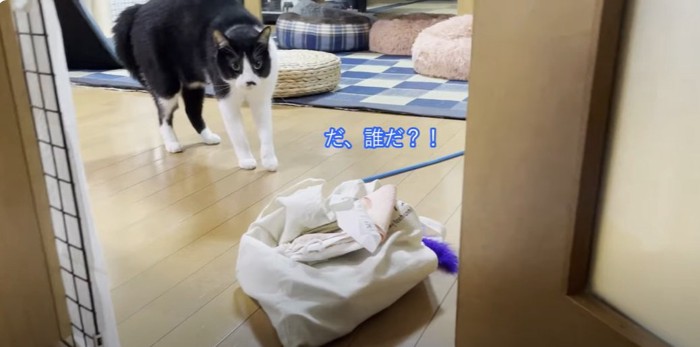 見上げる猫