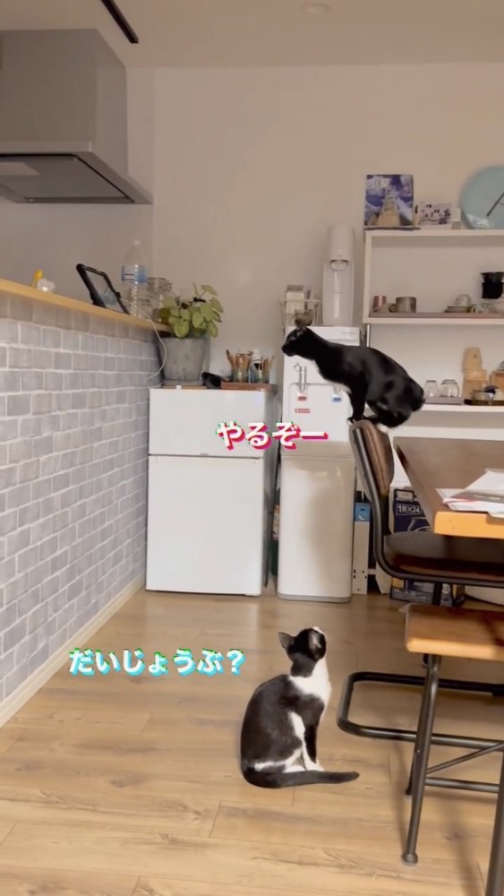 リビングにいる2匹の猫