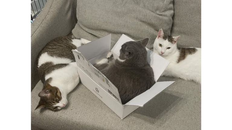 室内にいる猫