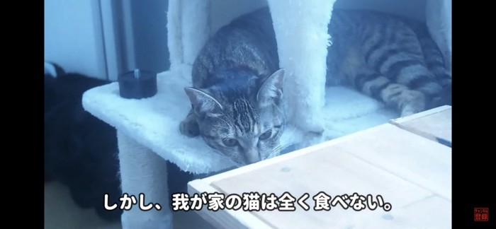 猫草き興味なし