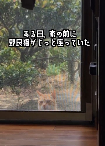 家の中を見ている猫