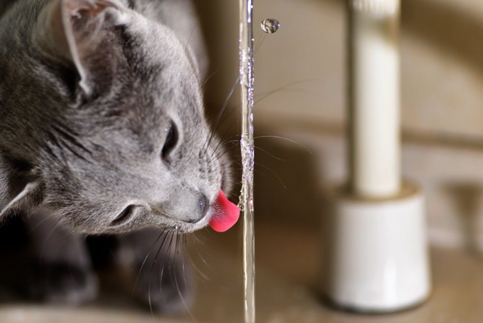 蛇口から飲む猫