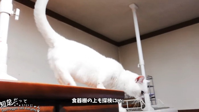 棚の上にいる猫