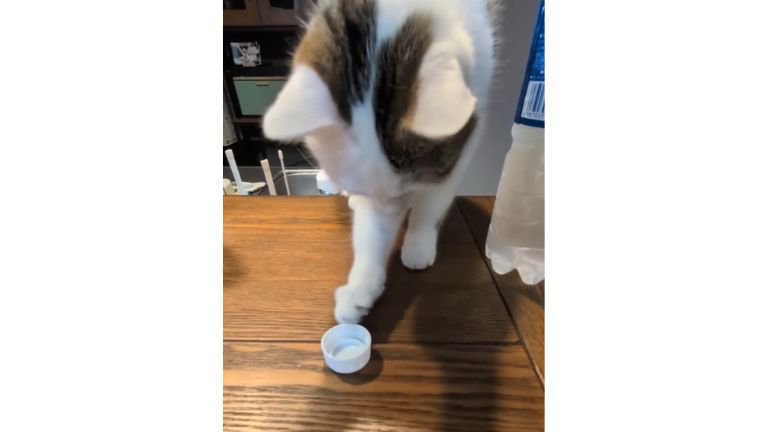 ペットボトルの蓋で遊ぶ猫