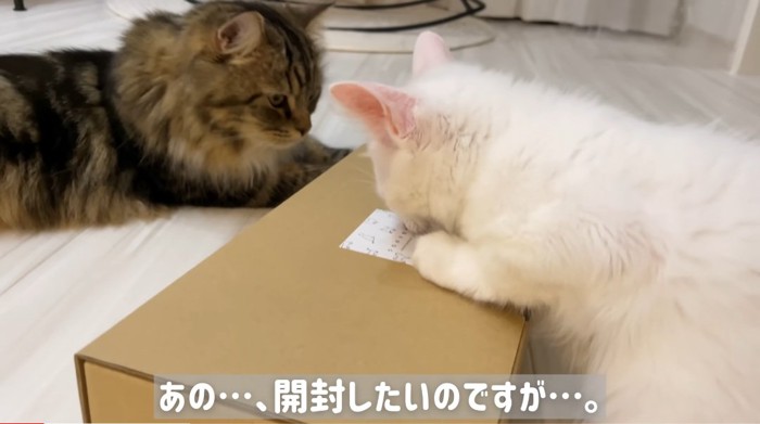 箱の上の猫