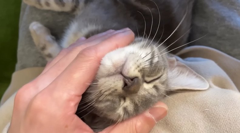 あごを撫でられる子猫