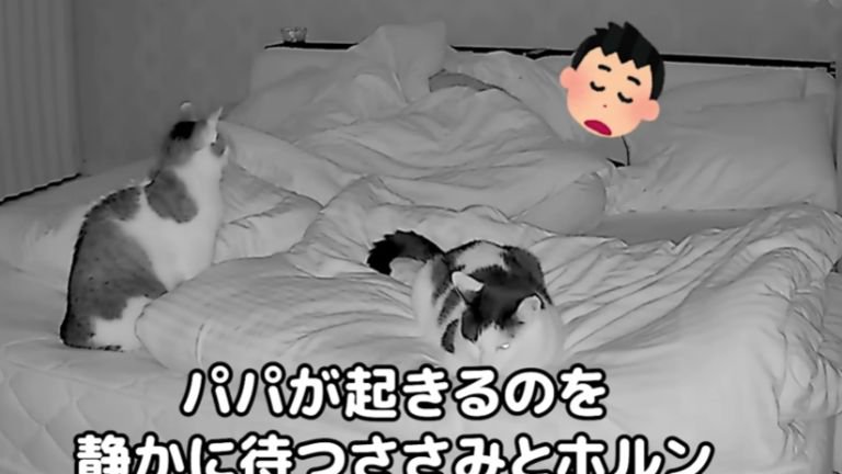 寝室にいる2匹の猫