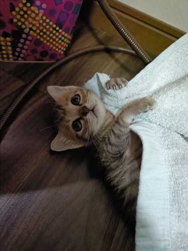見上げる子猫