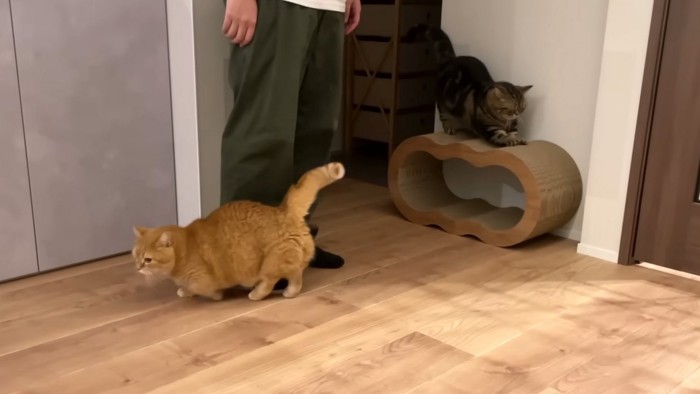 触られたい猫