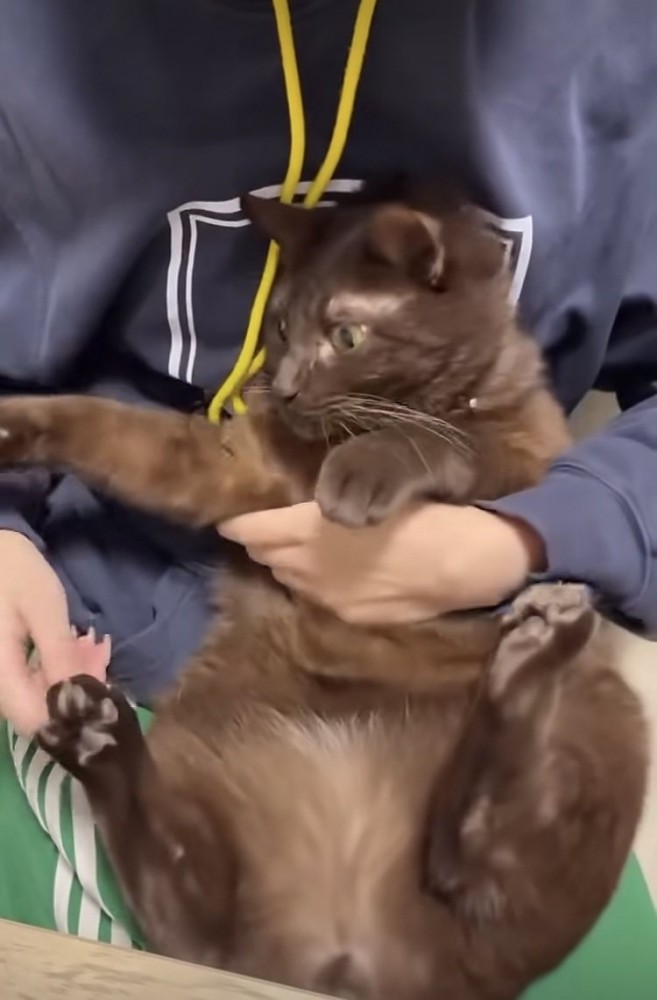 飼い主に肉球をこそばされる保護猫