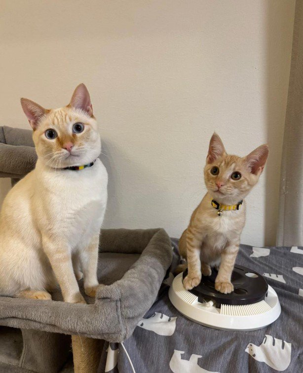 先住猫と子猫