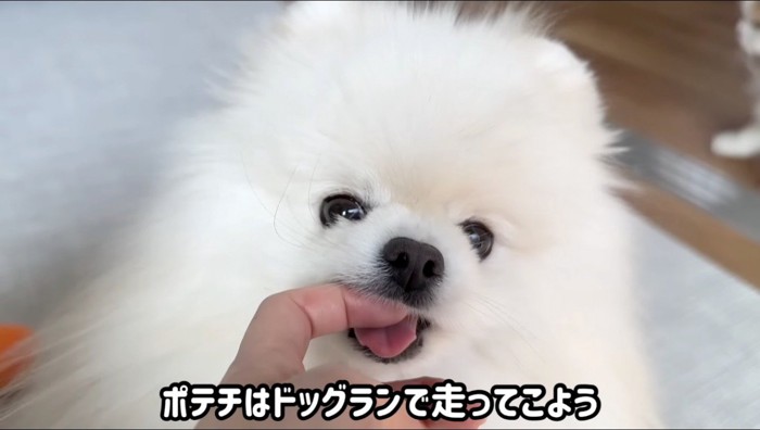 飼い主の指を舐める犬