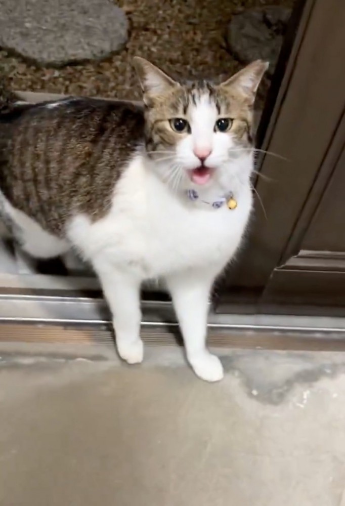 挨拶する猫