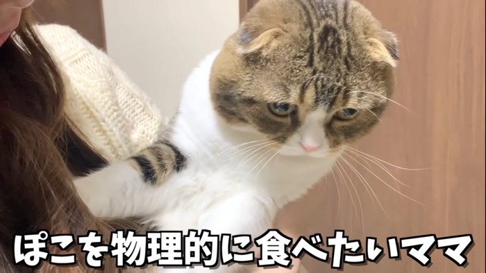 体をねじる猫