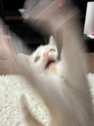 口を開けておもちゃ捕まえようとする猫