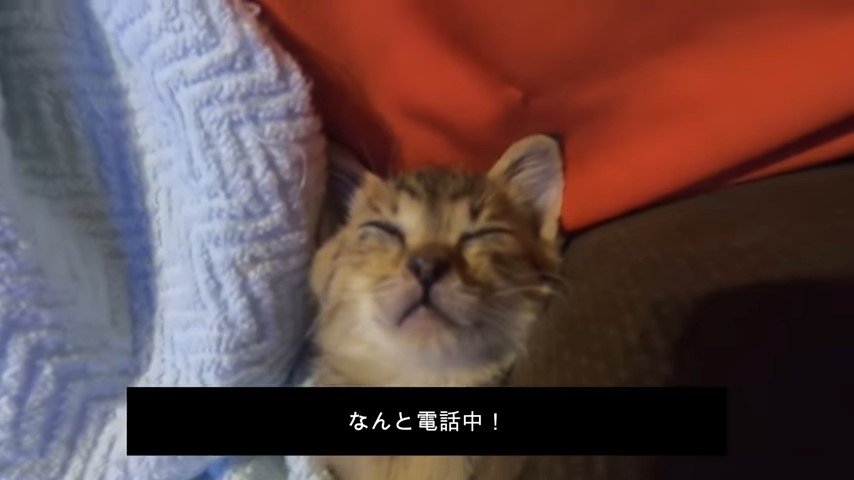 人に抱かれた子猫アップ