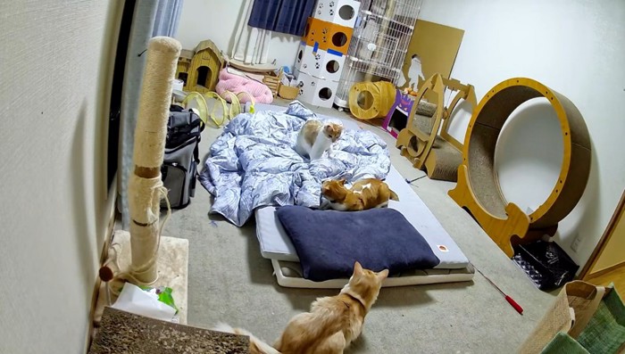 部屋で遊ぶ3匹の猫
