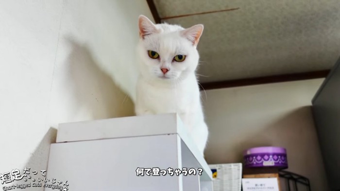 棚の上に座る猫