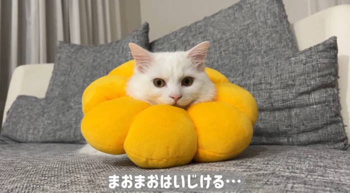 寂しそうな猫