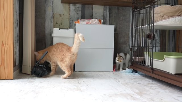 背後から伺う子猫