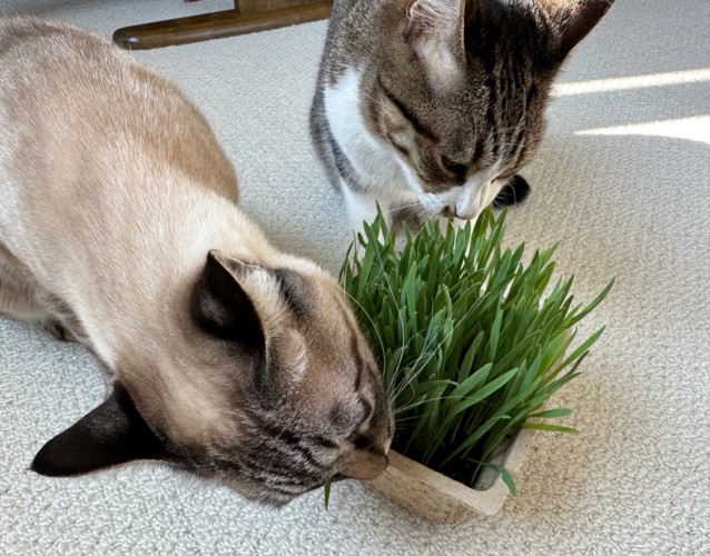 草を食べる2匹の猫2