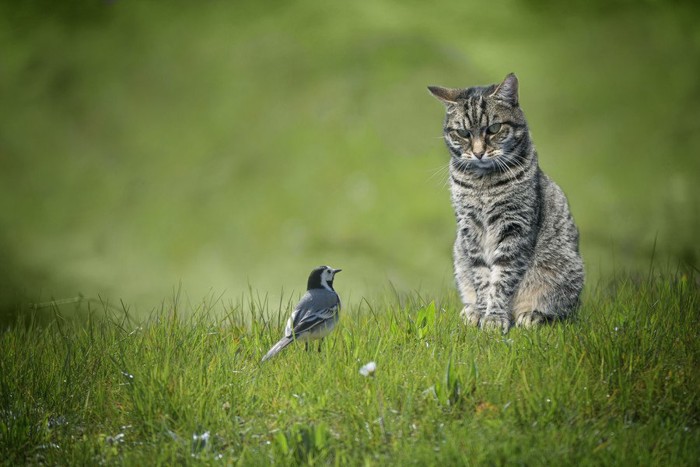野鳥と対峙する猫