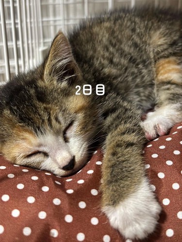 寝ている子猫