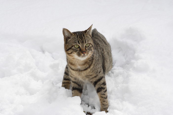 雪道を歩く猫