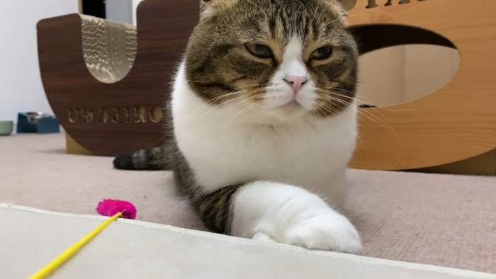 前足を重ねる猫