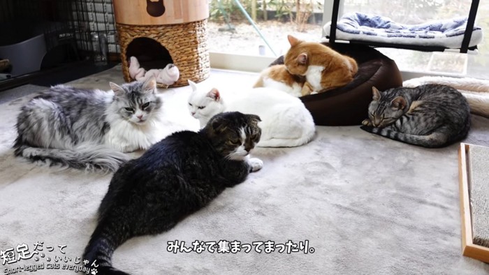 5匹の猫