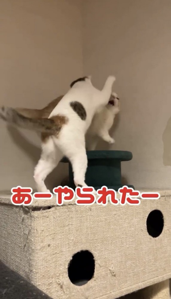 マンチカンにパンチする三毛猫