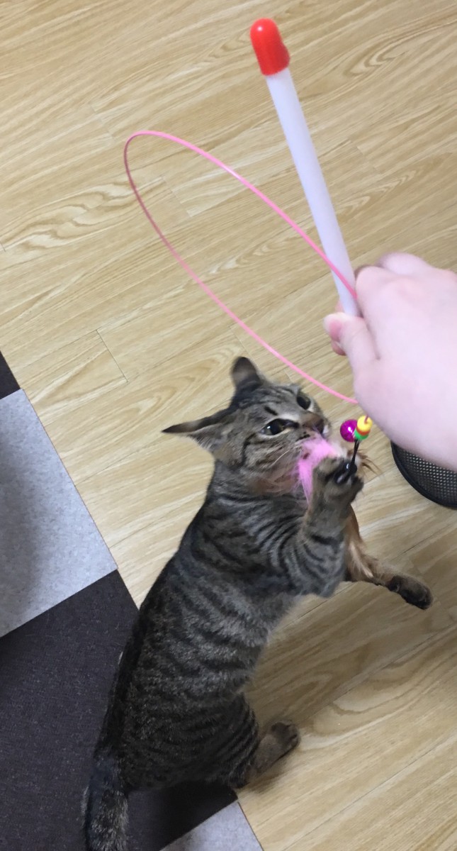 待ちきれず遊ぼうとする猫