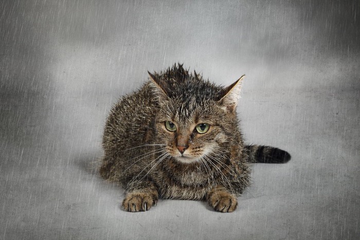 雨に濡れる猫